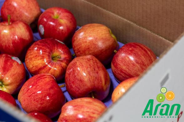 High Quality Apple Fruits Wholesale Prices