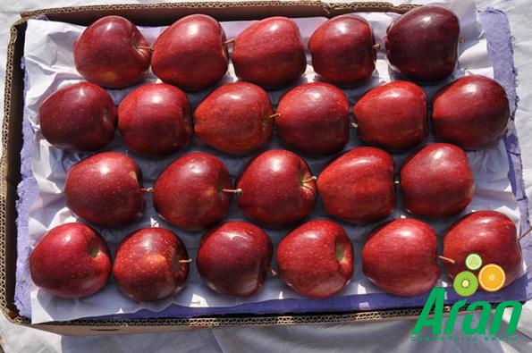 The Largest Exporter of Dark Red Apples