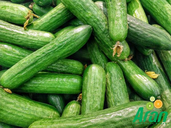 Wholesale of Cucumbers in Global Market