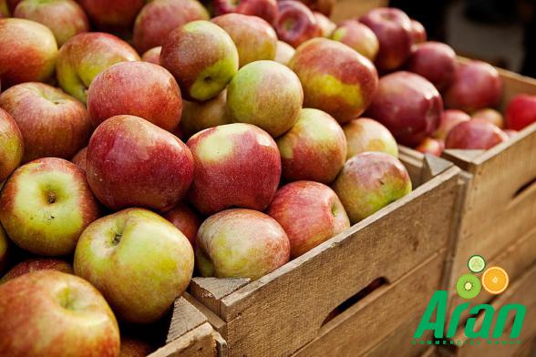 Are There Apple Fruits in all Seasons?