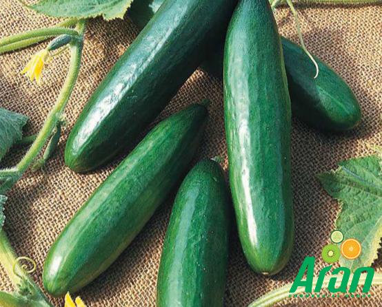 What are the Uses of Organic Cucumbers?