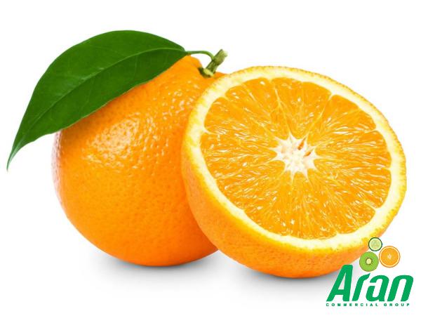 Navel Orange Fruit Export Companies