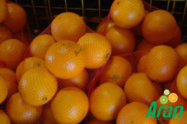 Large Exportation Companies Natural Oranges