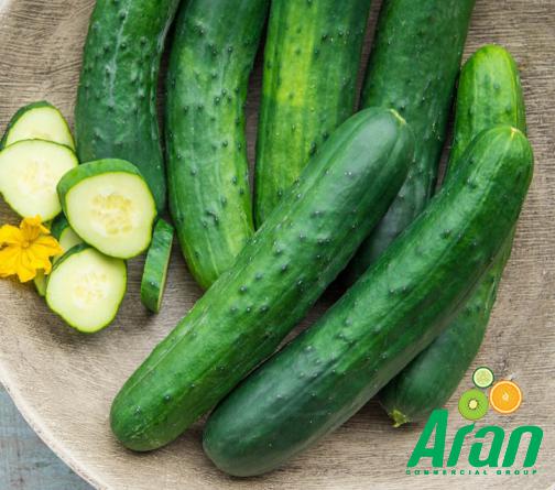 High Quality Organic Cucumbers Seller