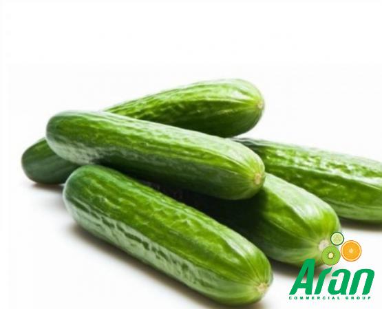 Exporter of Organic Cucumbers at a Reasonable Price