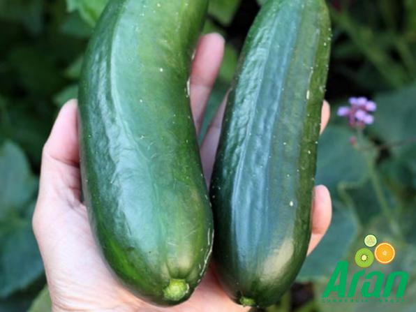 International Exporter of Cucumber Fruits