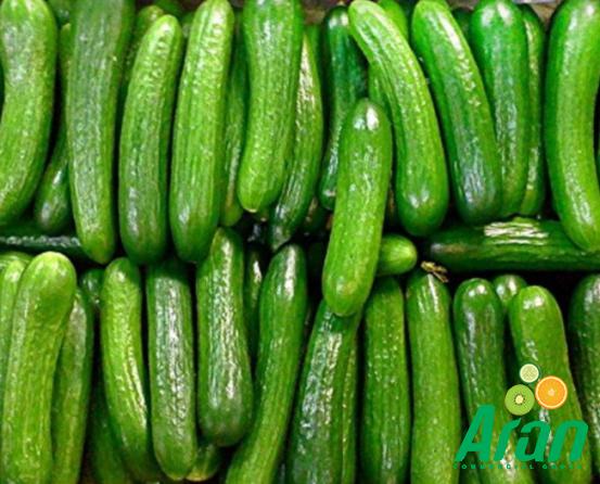 Everything you Need to Know about Cucumber Fruits