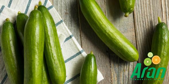 Direct Supply of Long Cucumbers in Bulk