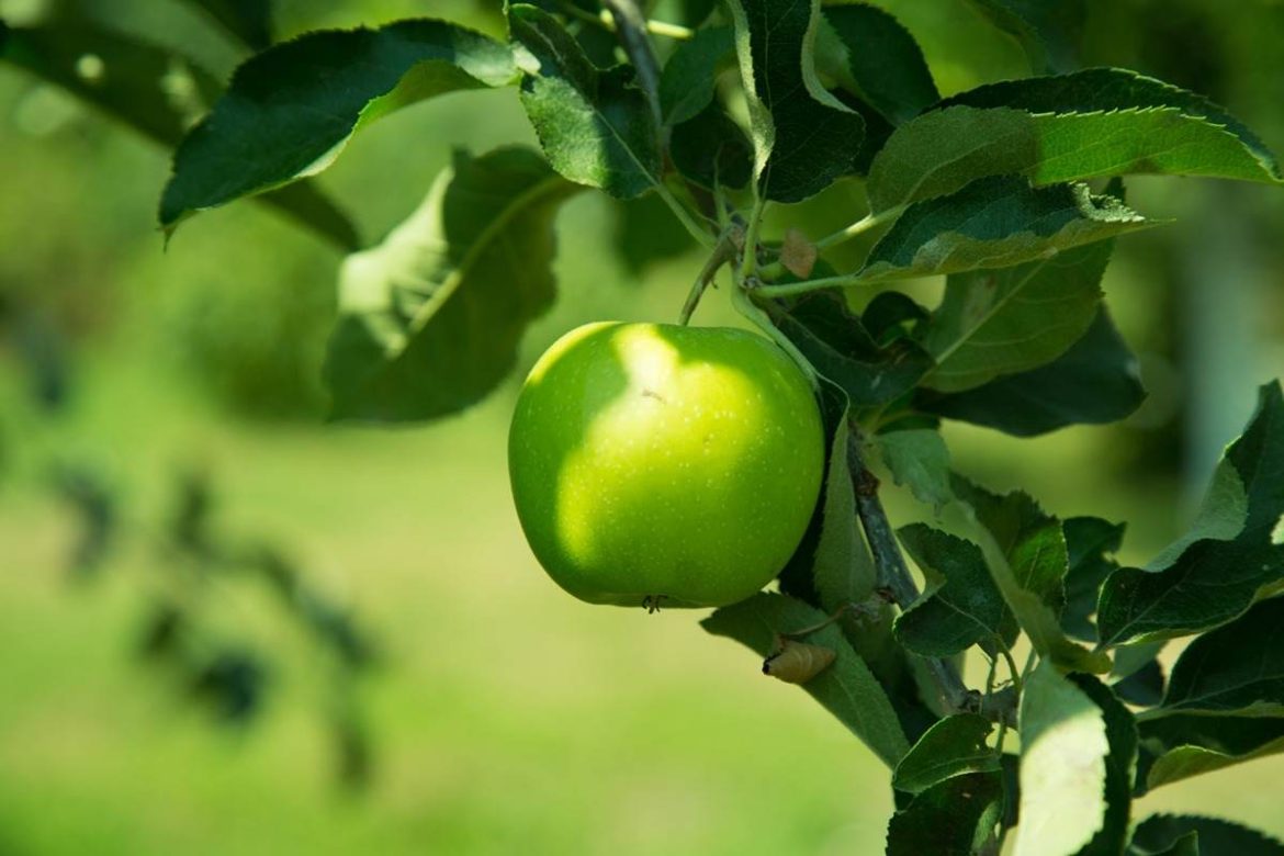 What is the use of green apple fruit