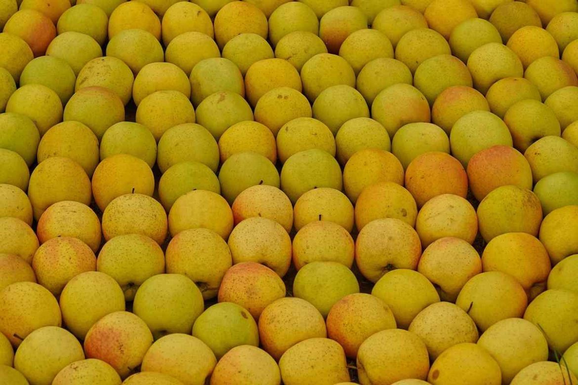 Yellow Apple Fruit Tree Information That Surprises You