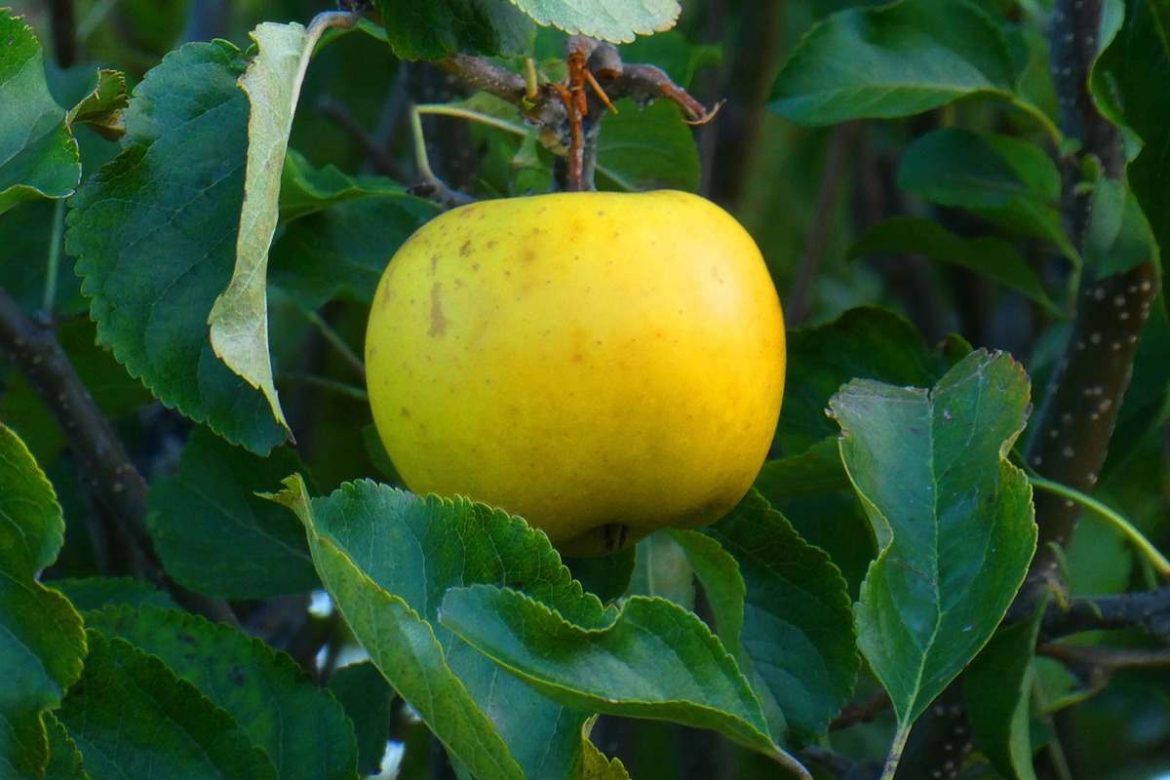 Half red half yellow apple in different types and names