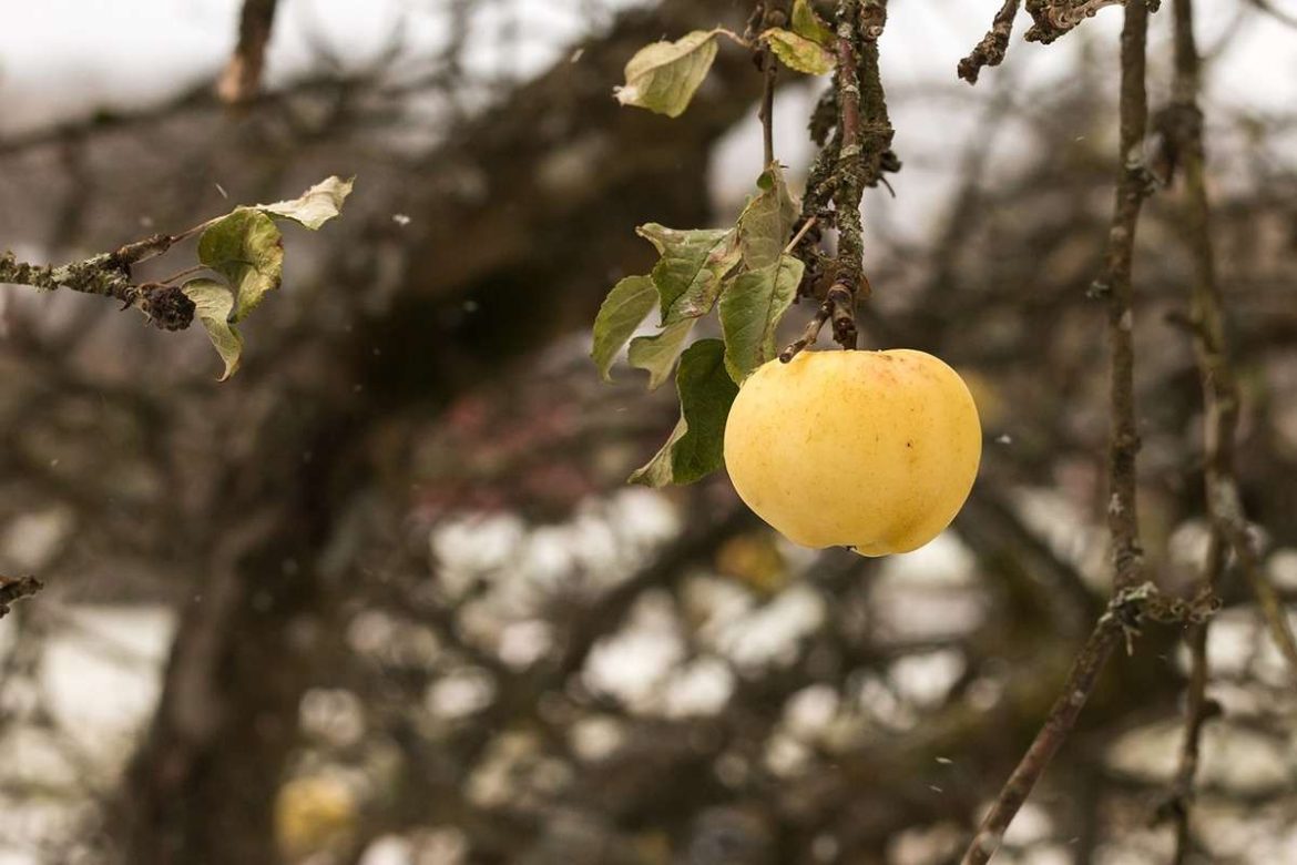 Tart yellow apple due to varying levels of acids