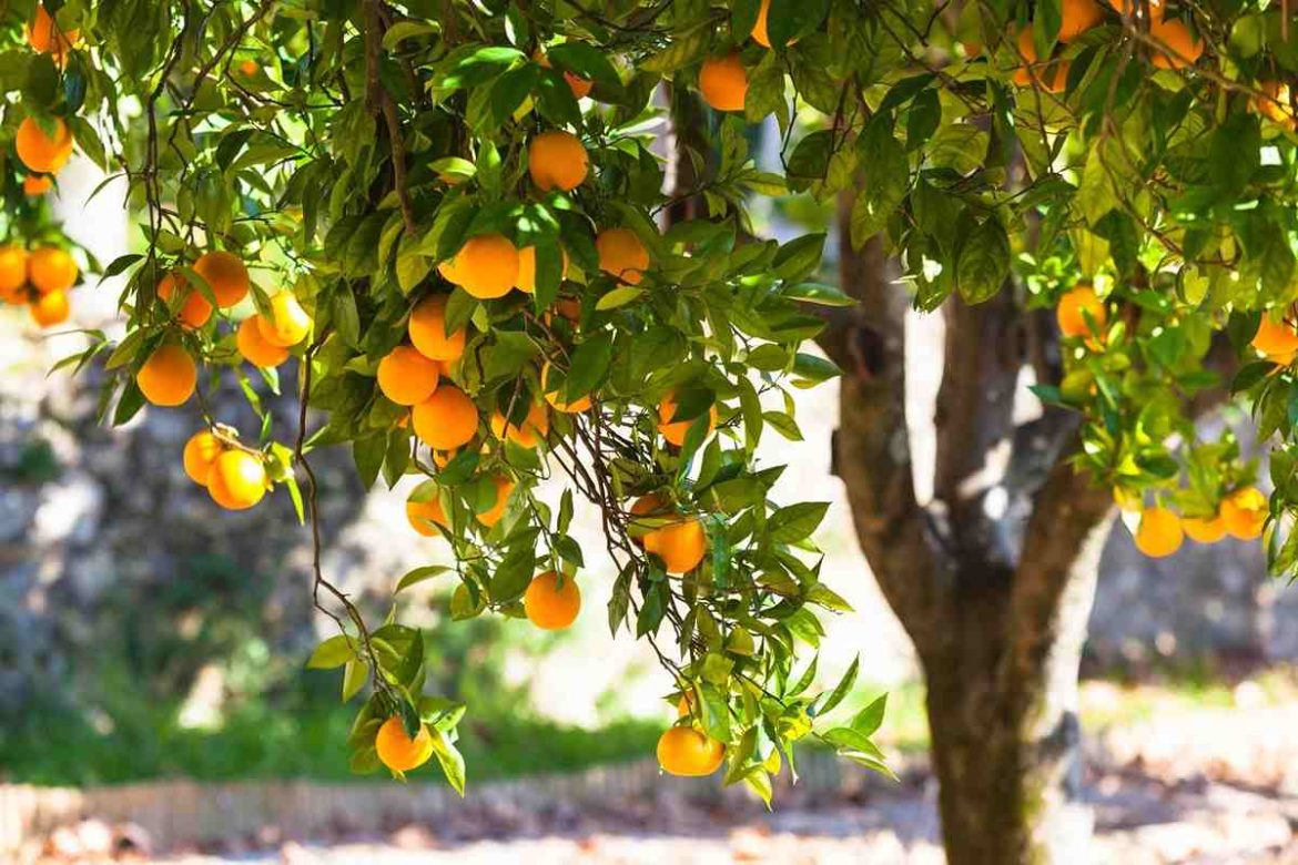 fertilizing navel orange trees and different types of that