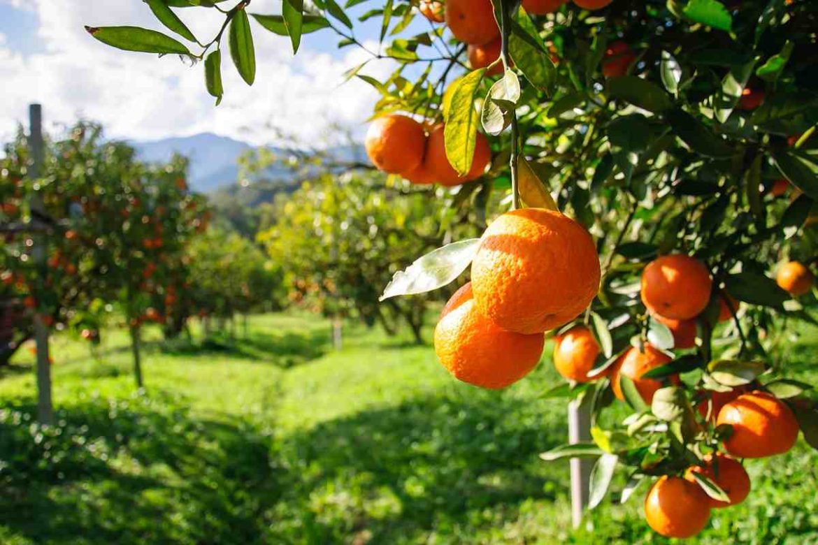 glen navel orange tree and how grow in different places