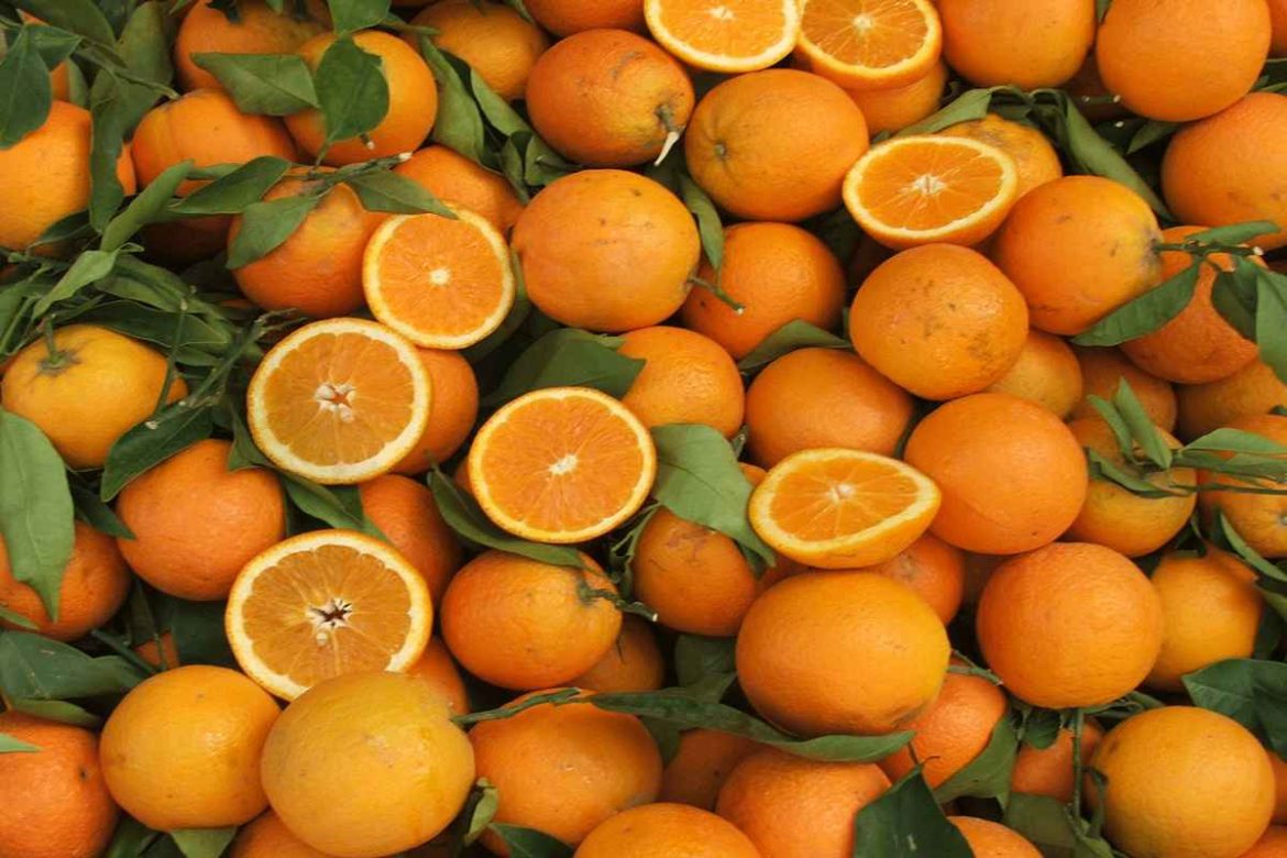 Australia navel orange season with other Incredible Citrus tips