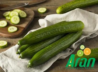 Bulk purchase of green japanese cucumber with the best conditions