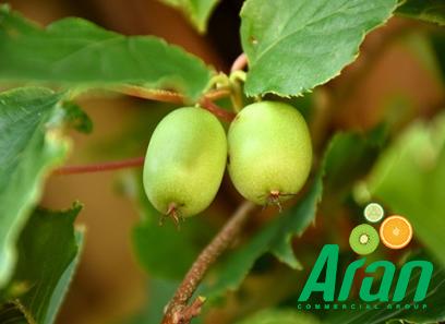 Bulk purchase of hardy kiwi minnesota with the best conditions