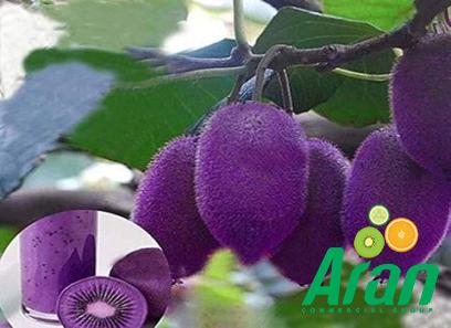 purple kiwi fruit specifications and how to buy in bulk