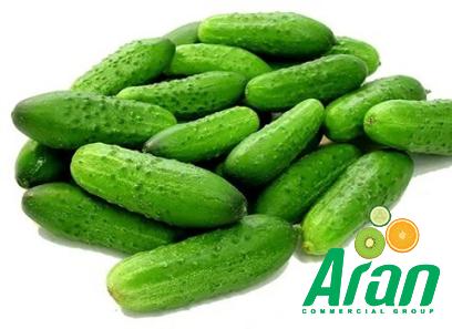 green Asian cucumber acquaintance from zero to one hundred bulk purchase prices