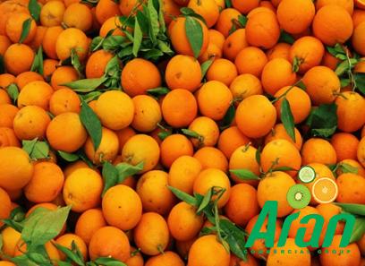 The price of bulk purchase of mandarin oranges organic is cheap and reasonable