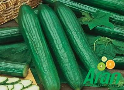 green English cucumbers with complete explanations and familiarization