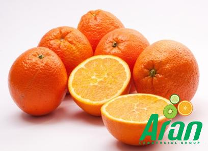 Price and purchase blood oranges toronto with complete specifications