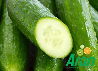 green Persian cucumbers specifications and how to buy in bulk