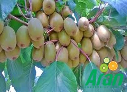 Italy kiwi price list wholesale and economical