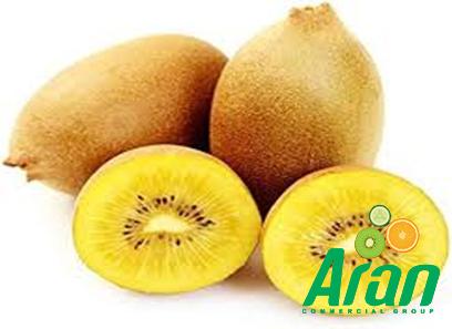 sun golden kiwi with complete explanations and familiarization