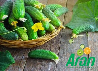 The price of bulk purchase of green Garden cucumbers is cheap and reasonable