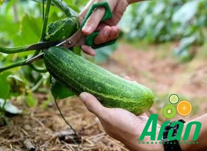 kirby cucumber uk buying guide with special conditions and exceptional price