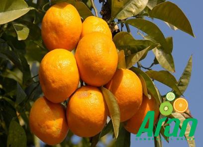 Seville Oranges buying guide with special conditions and exceptional price